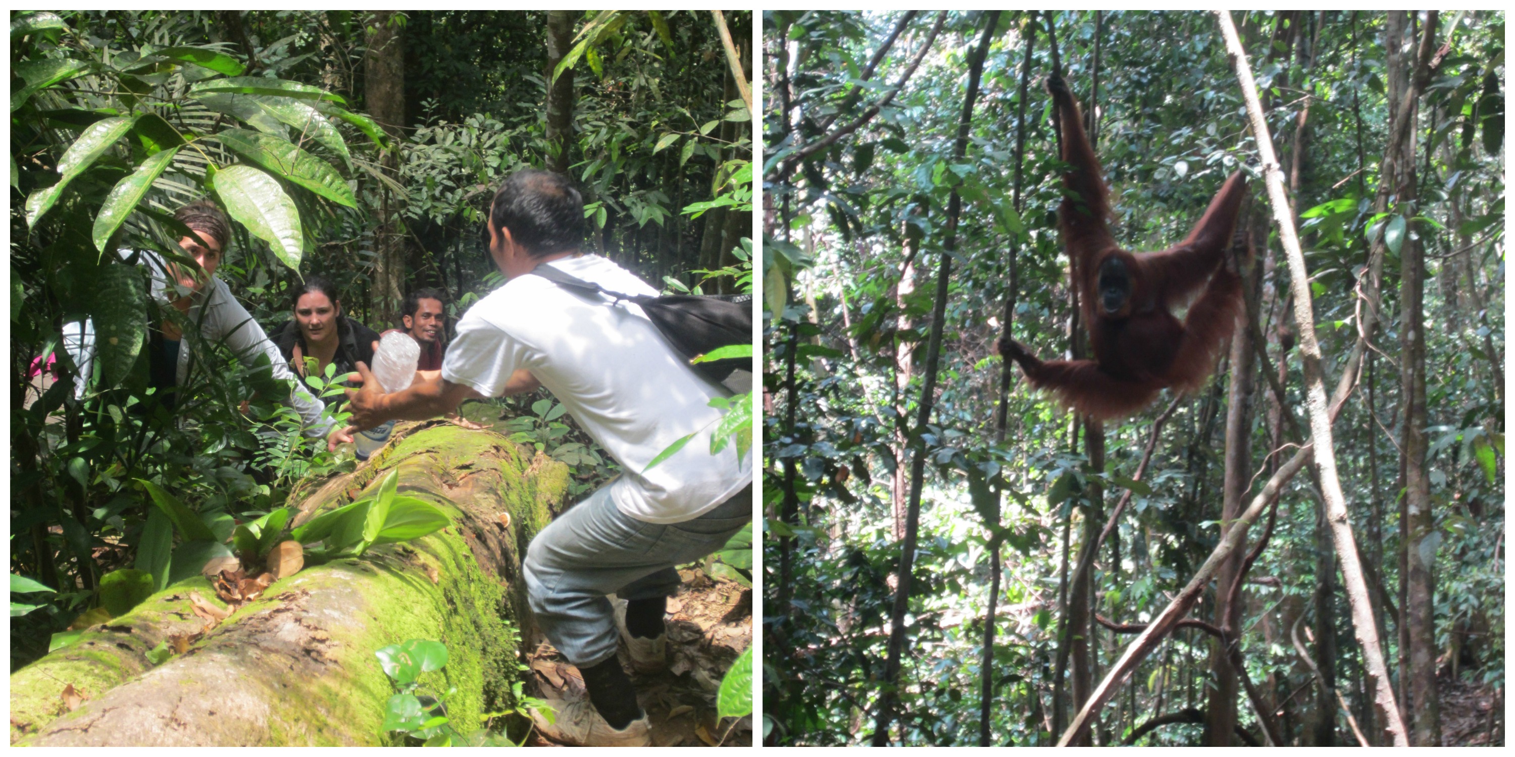 I Was Chased by Orangutang’s in the Indonesian Jungle